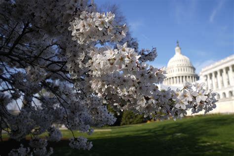 Peak bloom is here: DC cherry trees reach final bloom stage
